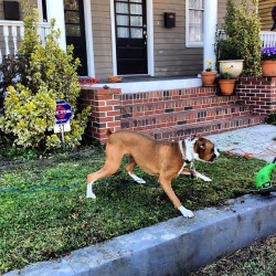 #boxerdogs #boxerpups #boxerpupswag #boxerdogsrule #boxerpupsrule #boxerpups4life #boxerdogsarebest #boxerdogsarebetter #boxerpupsarethebest #boxerdogsofinstagram #boxerdogsofinstagram101 #yardwork  (at Parkview Historical District)