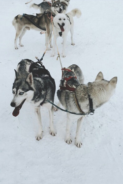visualechoess: Husky Pack by: irk 