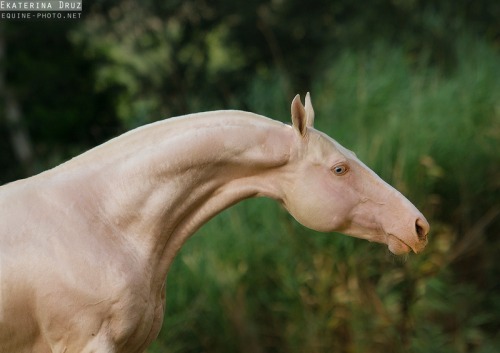 theclassicalhorse: Ekaterina Druz Horse Photography