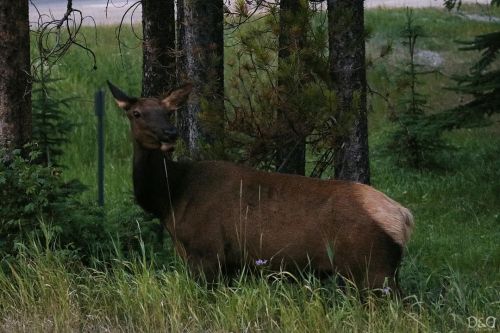 “Elk” Taken with Canon T6I Location: Banff, Alberta, Canada Taken: Summer 2020 Taken and