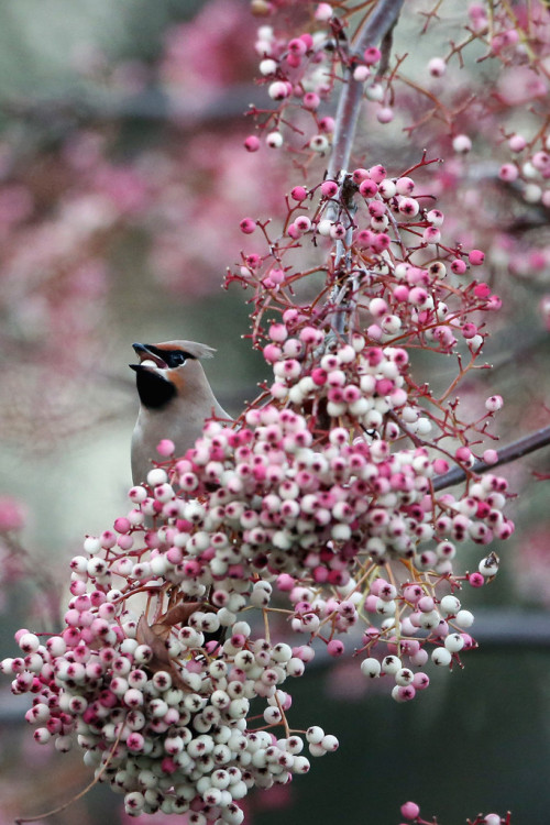 awkwardsituationist:  every december, waxwings descend on great britain from their naive scandanavian breading grounds. birdwatchers across the uk travel hundreds of miles to catch a glimpse of the rare birds, who turn up in significant numbers every