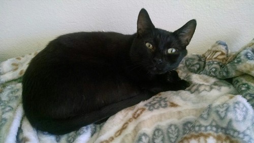 jatzt: It’s black cat day and I was totally unaware. I’ll post some pictures of Romeo (t
