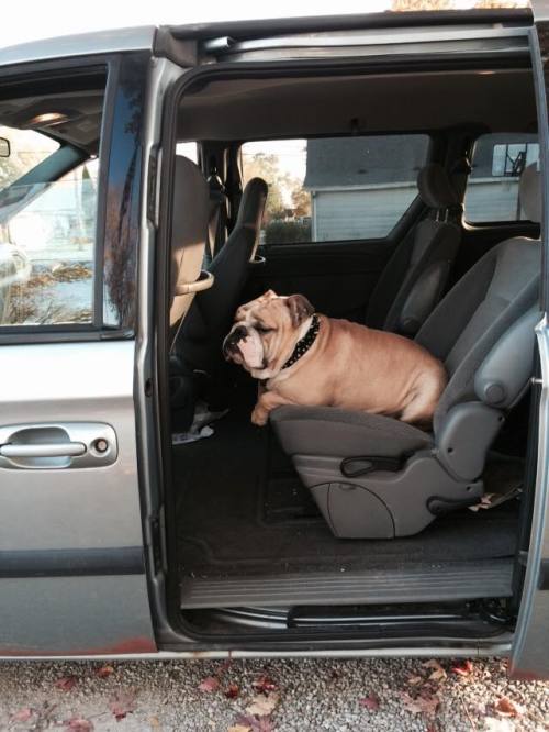baggybulldogs:  Buckle Up! Thanks t Mariah Dance for sharing her travelling Bulldog with us! 