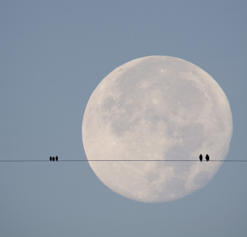 cloudedcamera-: birdies and moon by Megan Johnston