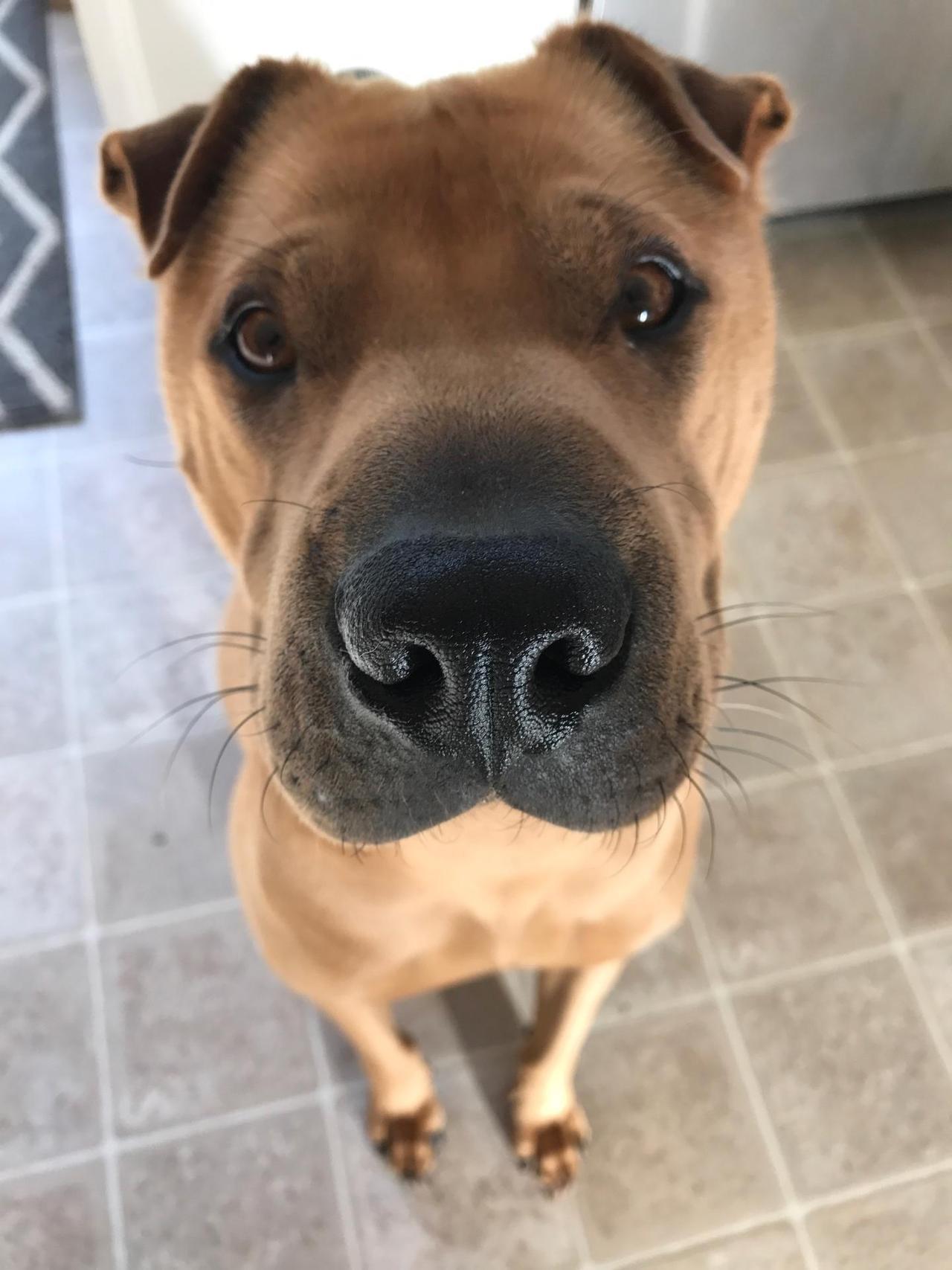 handsomedogs:This is my Scoobert. Presumably Shar pei and something else, but 100%