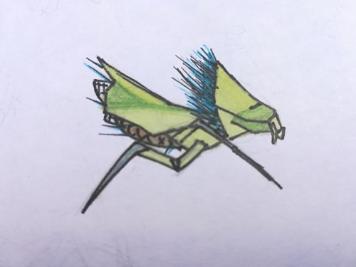 Its Just A Little Antlion.I Drew It From Memory, Without Internet. It Was A New Marker From AliExpres
