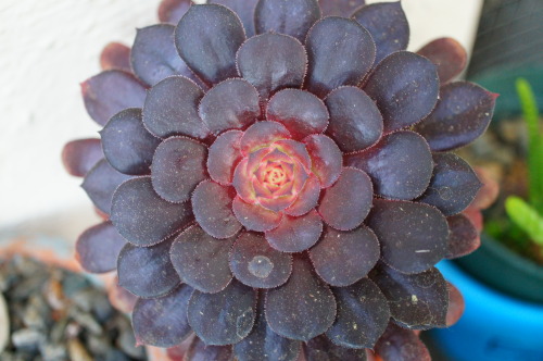 Porn Pics flora-file:  Aeoniums (by flora-file) 