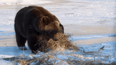 gifsboom:Grizzly Bear vs. Hay Bale. [video]