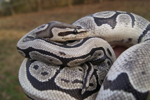 daedricsnakes:Someone was feeling a little shy todayHis colors