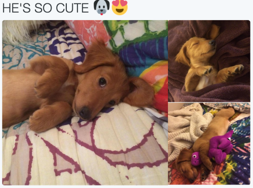 itsbabyanimals: feeling sad? look at this baby animal blog!