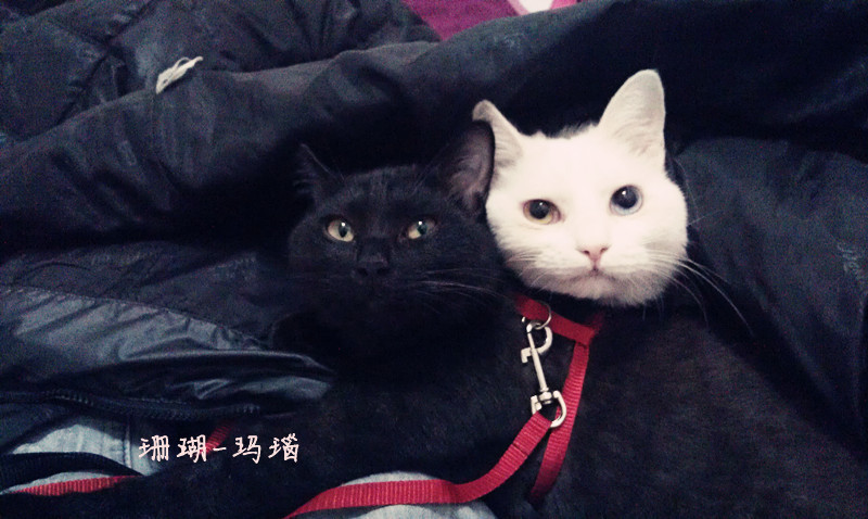 iblackcat:  玛瑙永远看着这么猥琐
