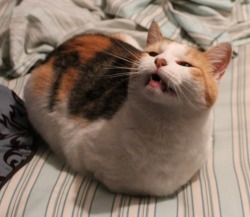 nymski:  c0ffeekitten:  A loaf a day makes everything okay  especially relevant to my interests 