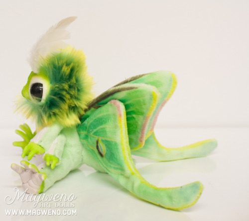 invertebrates:magweno:New Luna mof just finished for a customer! You can order your own luna here! £