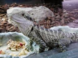 jayalice:  Eastern water dragon