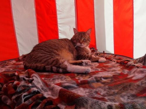 dixieandherbabies:Dixie and her babies.Another day in the porch tent for Carter.