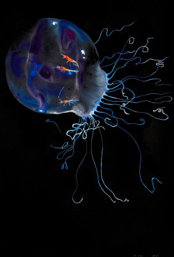 red-lipstick:  Alexis Rockman (b. 1962, New York, USA) - Untitled (Jellyfish)   Works on Paper