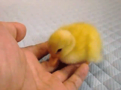 tootricky:lil duckling (｡´ ‿｀♡)