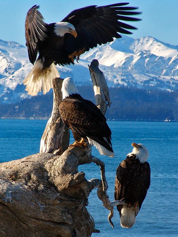 Sky monarchs (Bald Eagles)