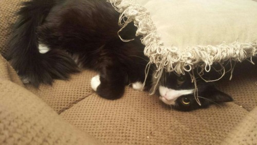 evilsquirrel18:mostlycatsmostly