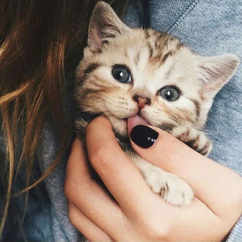 I love kitties