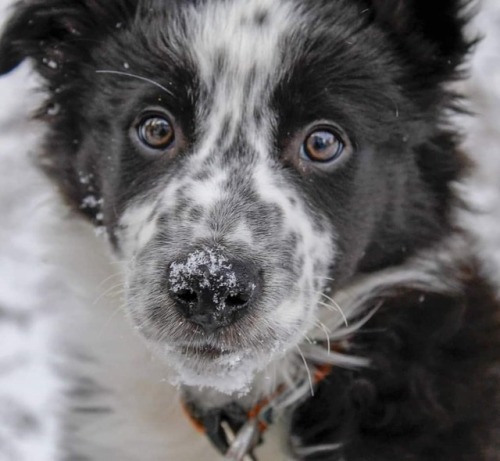 Puppy Quinn&rsquo;s first snow fall 3 years ago! #dog #dogs #puppy #bordercollie #dogsofinstagra
