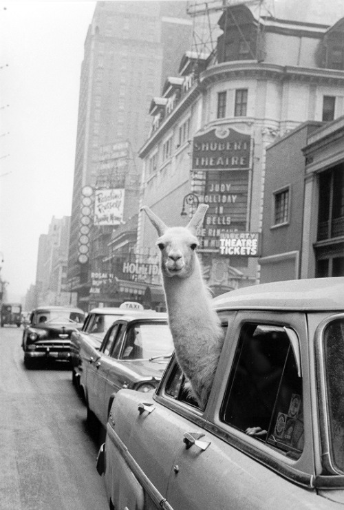 vintagegal: Inge Morath- Llama in NYC, 1957