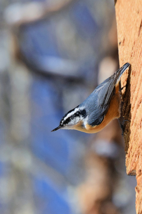 Red-breasted nuthatch. Photo by Amber Maitrejean