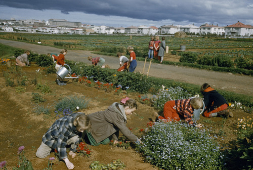 unrar:  Children plant flowers and vegetables in municipal garden, Iceland, Volkmar Wentzel.