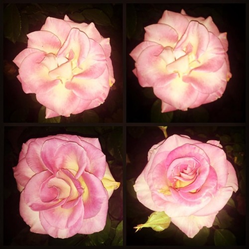 Sex #roses #rosas  (at Hacienda Pèrez-Garcia) pictures