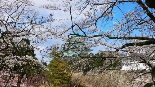 My brother is in Japan for the first time and he sent me a bunch of photos of the cherry blossoms he