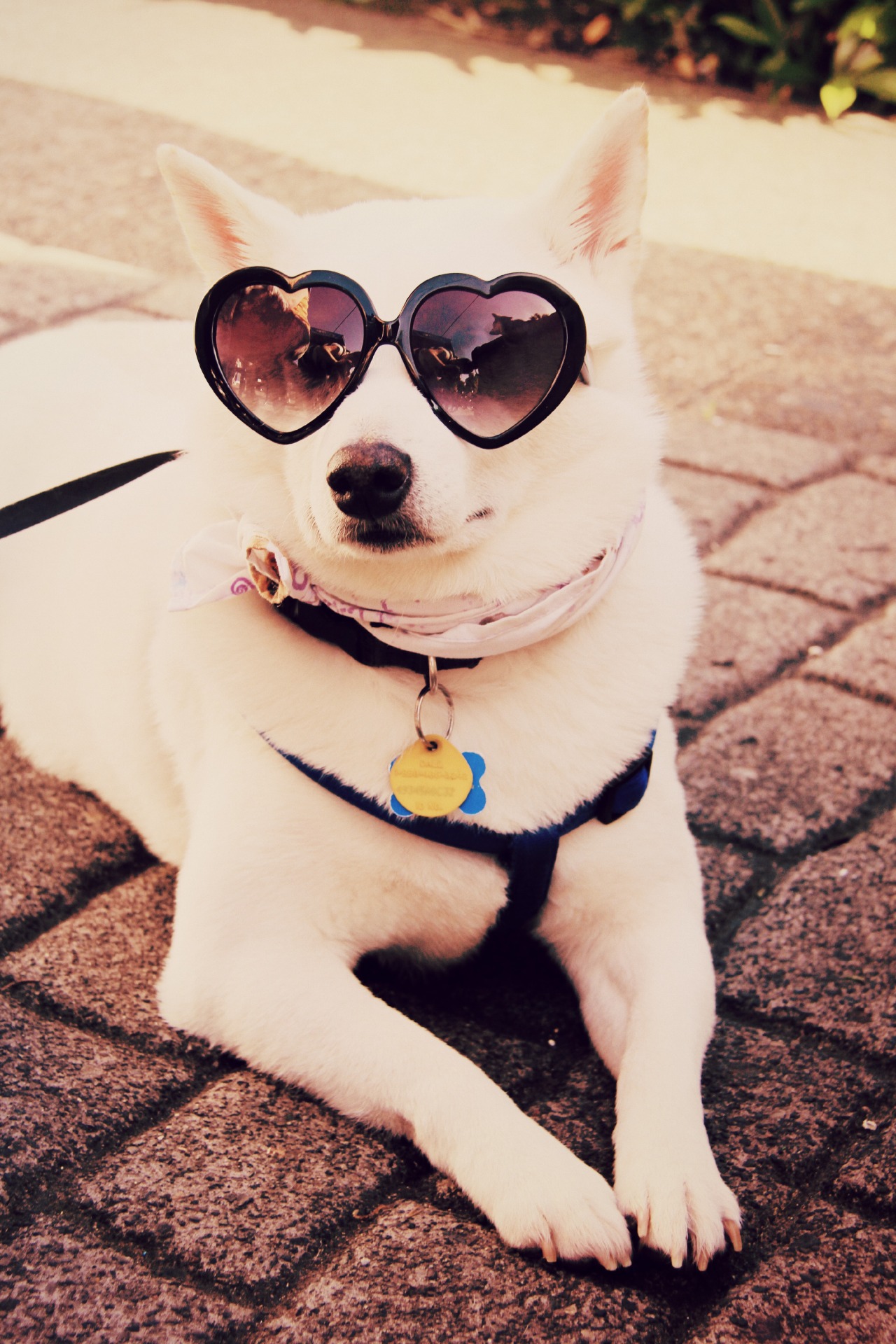 Petlandia Photography