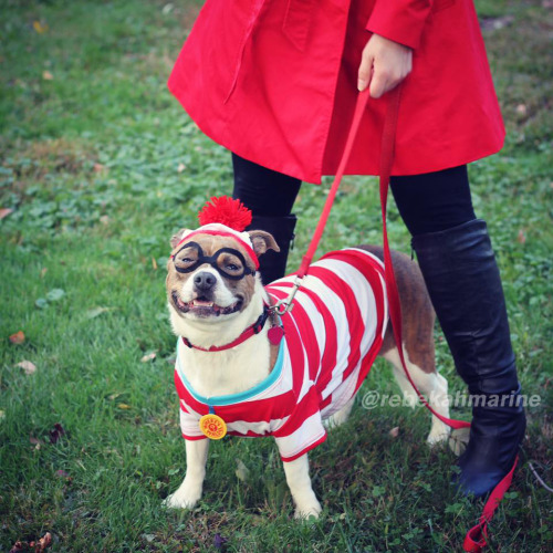 Dog wearing Where’s Waldo costume