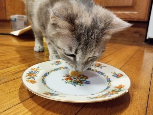 aboutsixplums: Chunk got a tiny pancake of her own.