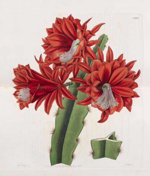 Edwards Botanical Register, blooming cactus, 1815-37. Ridgway, London. Via kettererkunst