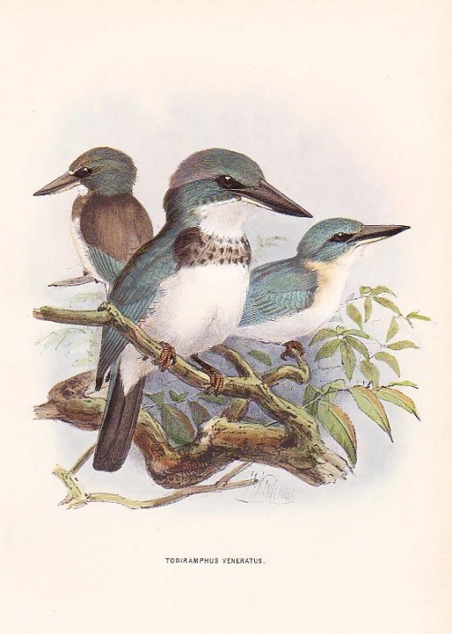 A monograph of the Alcedinidae: or, family of Kingfishers by an English zoologist Richard Bowdler Sh