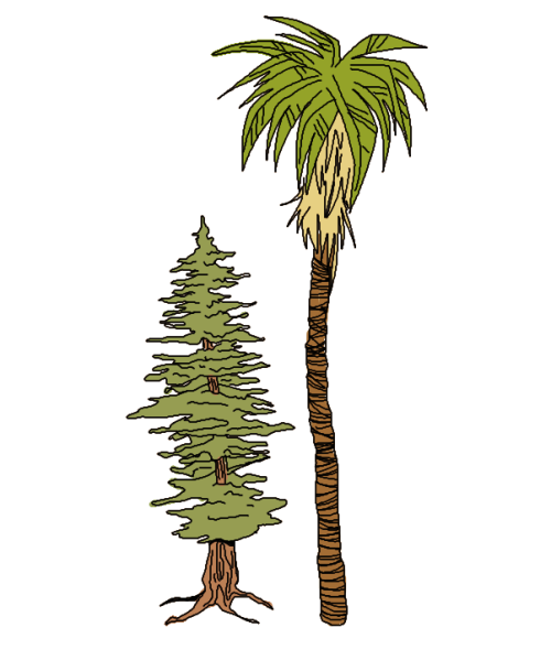 Pine And Palm