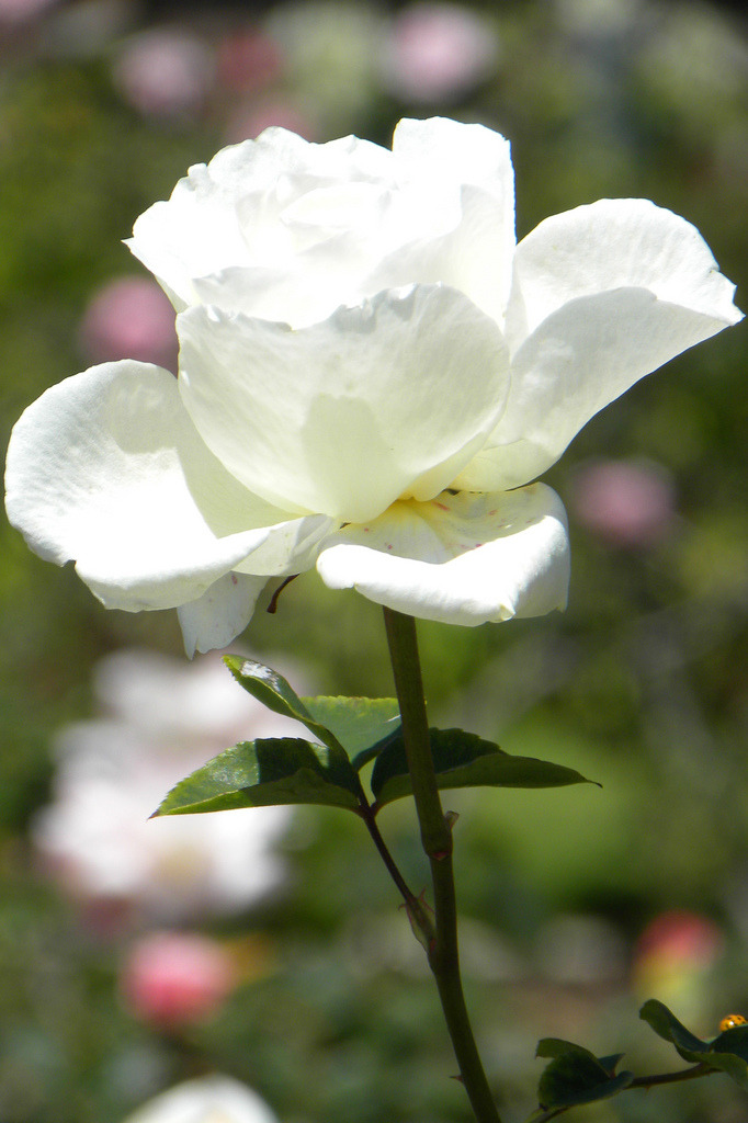 tinnacriss:  Blooming White Rose (by sheryl.dolphinjazz) 