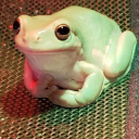 shreggs