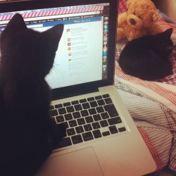 bcky:  Yes you are cute but I can’t get much done when you’re sitting on my laptop and chasing the mouse on the screen. 