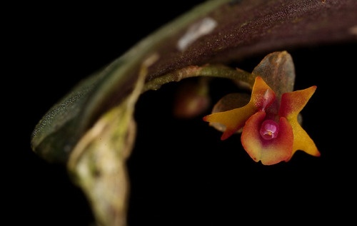 blooms-and-shrooms: Lepanthes cyclochila by je@n m@rc on Flickr.