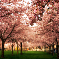 ninaprettyballerina:  ethereo:  Danielle Hughson, Waterfront Park Sakura  Japanese American Historical Plaza! 