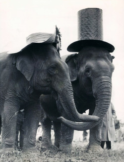 habituallyzen:  vintagegal:   Easter Elephants c. 1937  habituallyzen:”I wish I could freeze this moment, right here, right now and live in it forever.” ― Suzanne Collins 