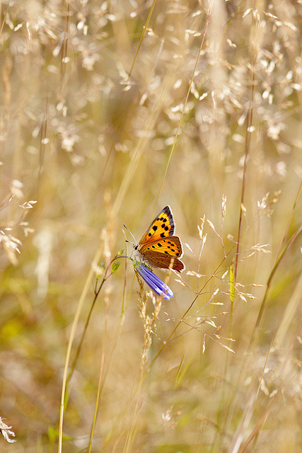 Small Copper (Lycaena phlaeas)px by Jacky Parker Floral Art on Flickr.