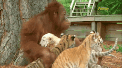 gifsboom:  Orangutan Babysits Tiger Cubs.