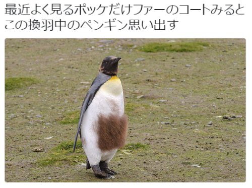 tkr:9s9さんのツイート: “最近よく見るポッケだけファーのコートみるとこの換羽中のペンギン思い出す https://t.co/tLUWiSsDdP”