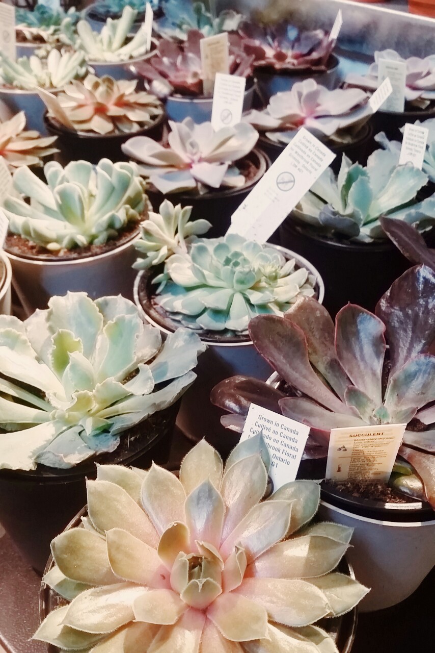 sweetsucculents:  just in at work!