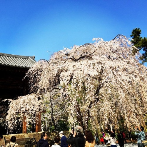 Les cerisiers en fleurs à Tokyo Cherry blossom in Japan #japan #japanese #japanlover #japon #japonai