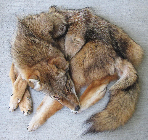 furrywolfcyrus:  thegalaxyfoxx:  lonewolf-den:  blackbackedjackal:  All the coyotes are up now :)! You can see them all on the site.  ooooo i want me some tails!  Omg no!!!!! They were killed why would you buy them!!! D:  “No animals were killed for
