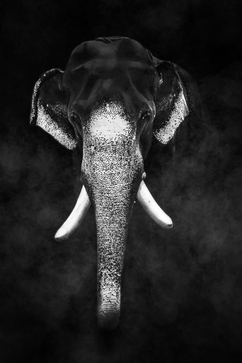 thestylishgypsy:  Majestic by Rakesh B S 