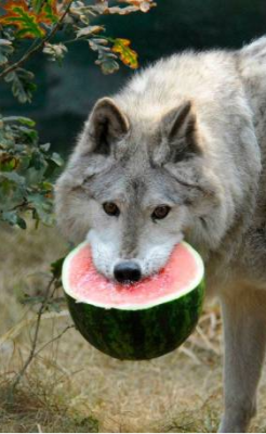 k-eke:  Big Watermelon Wolves :&gt; !! Little by little they come to say hi ! The first wolf feels better now and even have a big smile at the end =)    Watermelon’s sport :&gt;   The little one can’t stop !!!!!    I put the French way to write